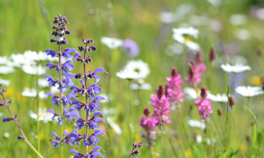 Vielfältige Blumenwiese mit Wiesensalbei (Foto: Vincent Sohni)